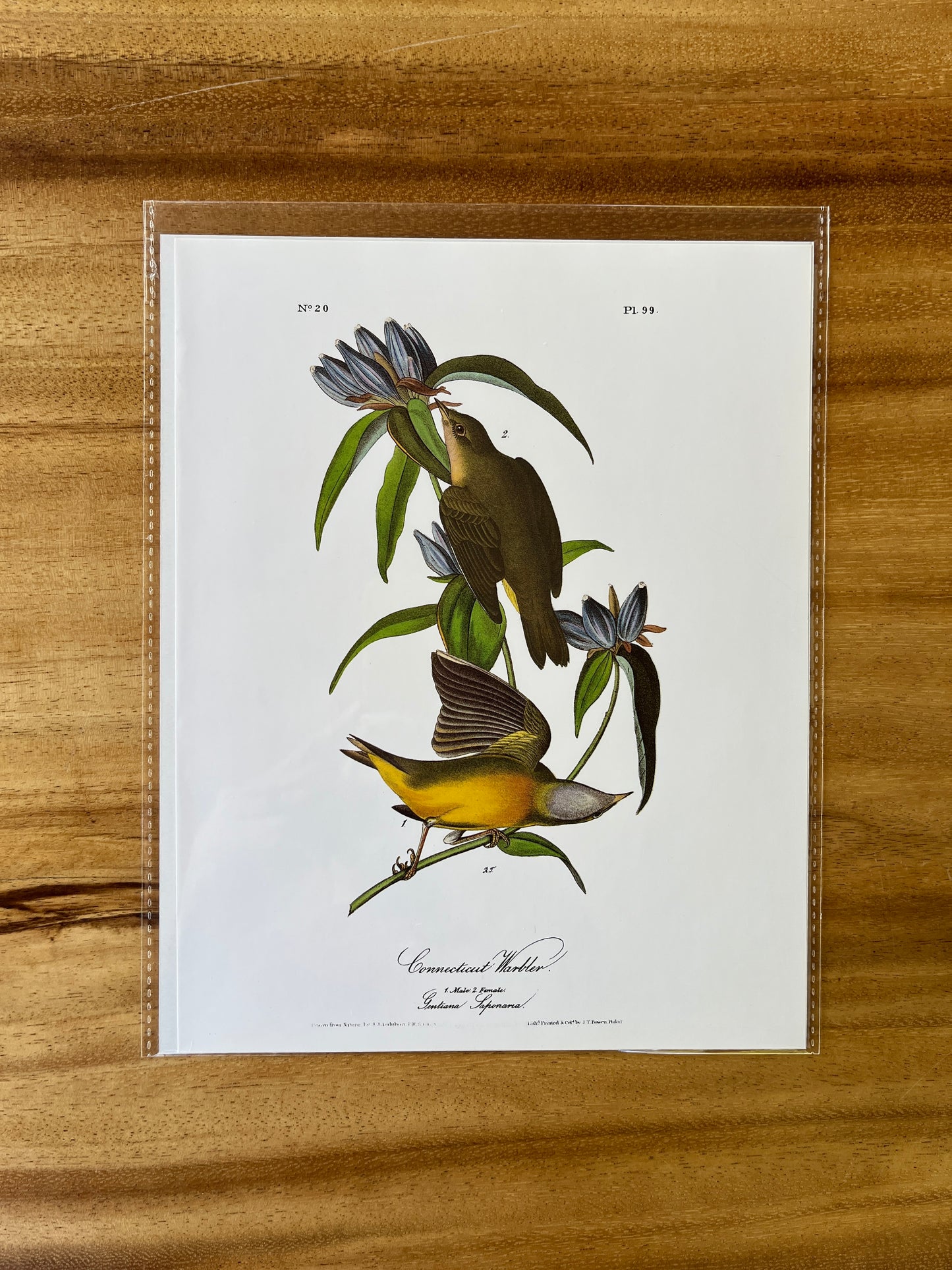Vintage Audubon Bird Prints – Warblers & Swallows Collection