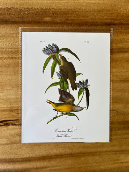Vintage Audubon Bird Prints – Warblers & Swallows Collection