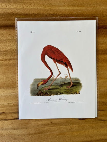 Vintage Audubon Bird Prints – Exotic Collection