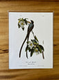 Vintage Audubon Bird Prints – Exotic Collection