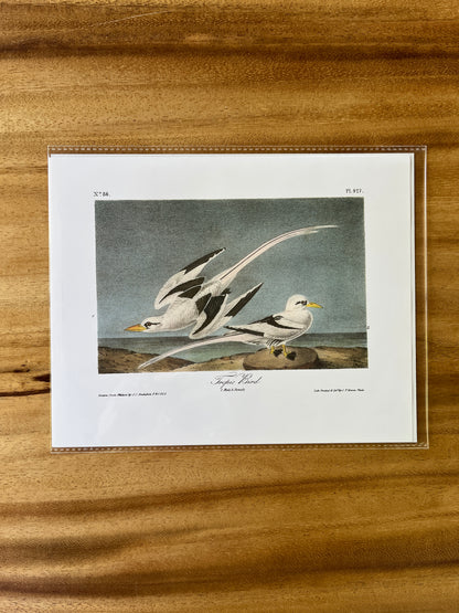 Vintage Audubon Bird Prints – Exotic Collection