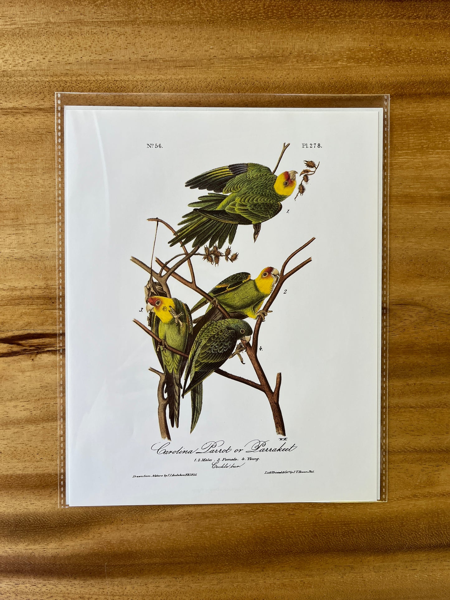 Vintage Audubon Bird Prints – Exotic Collection