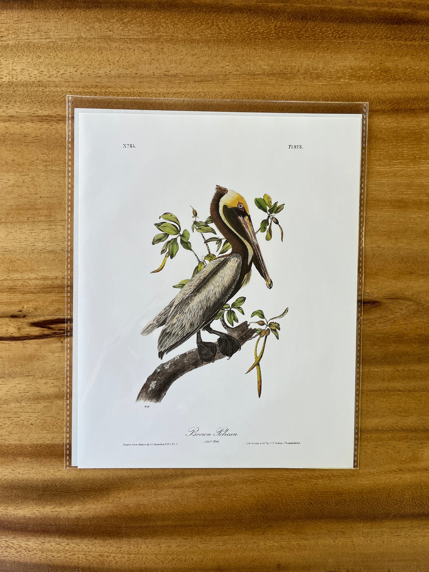 Vintage Audubon Bird Prints – Exotic Collection
