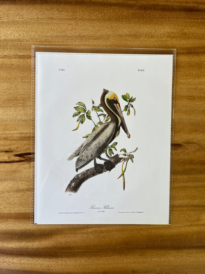 Vintage Audubon Bird Prints – Exotic Collection