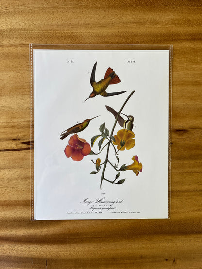 Vintage Audubon Bird Prints – Exotic Collection