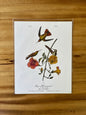 Vintage Audubon Bird Prints – Exotic Collection
