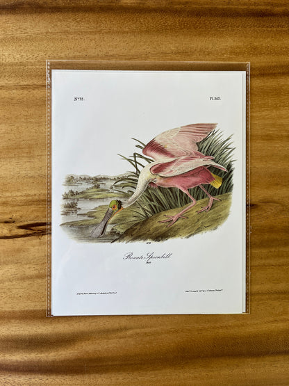Vintage Audubon Bird Prints – Exotic Collection
