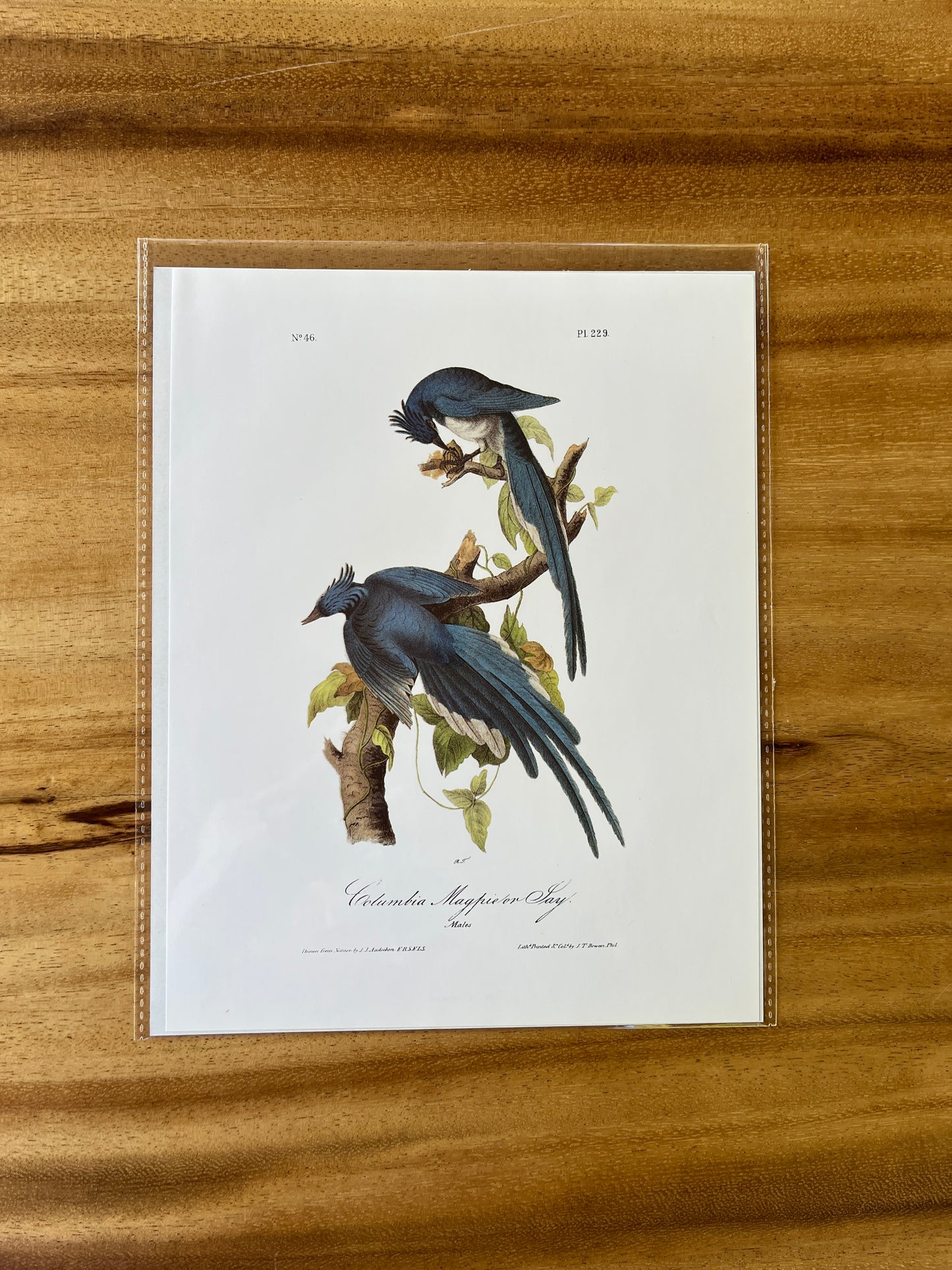 Vintage Audubon Bird Prints – Exotic Collection