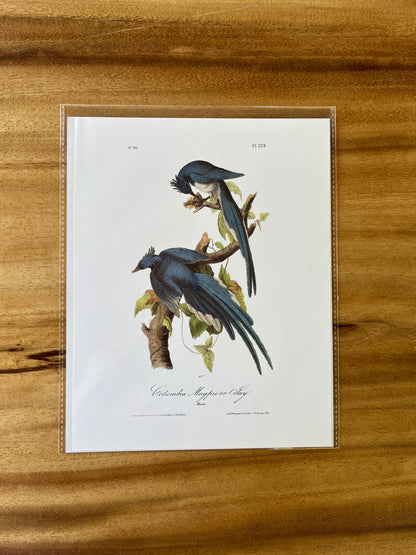 Vintage Audubon Bird Prints – Exotic Collection