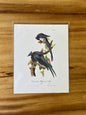 Vintage Audubon Bird Prints – Exotic Collection