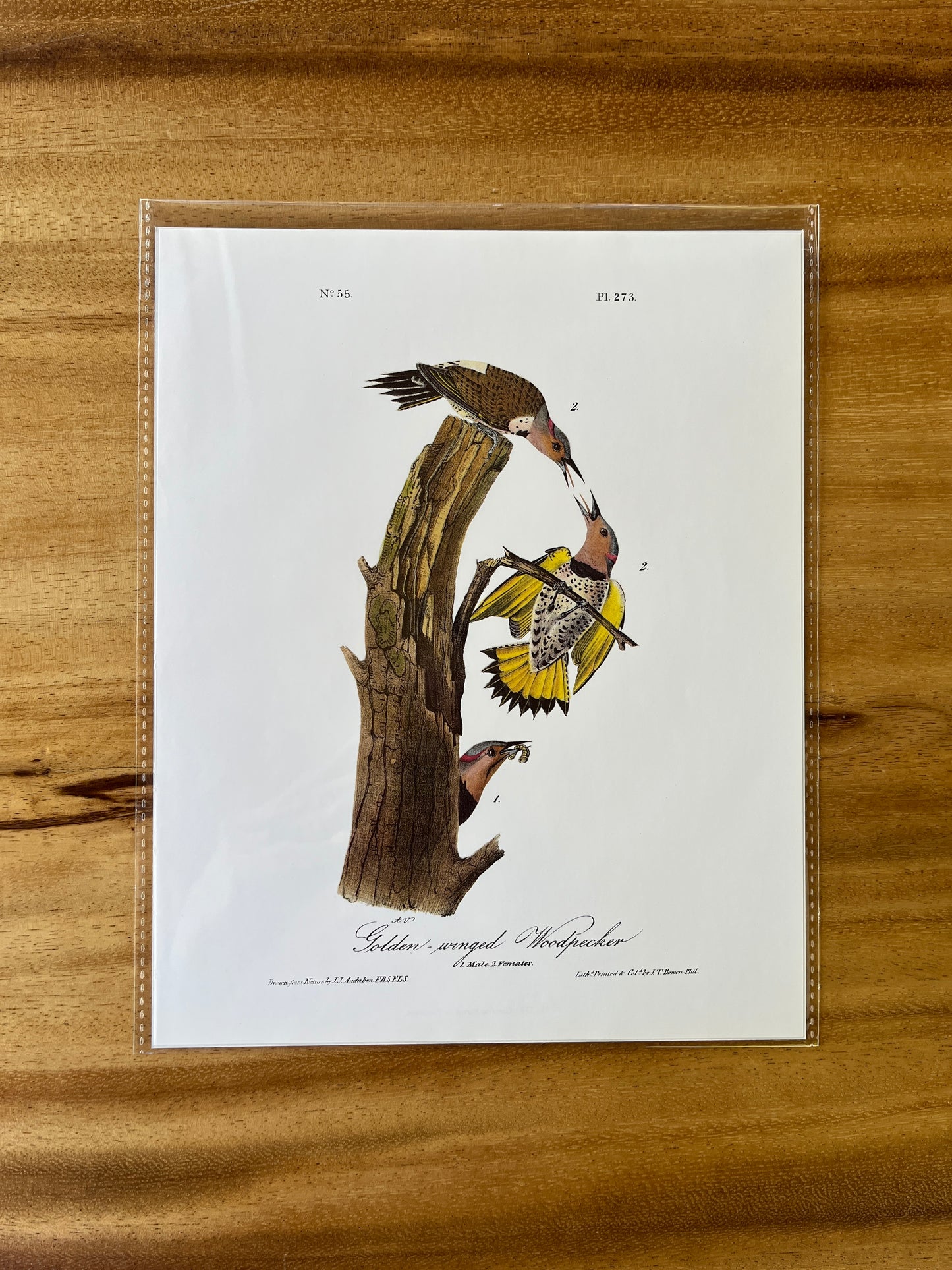 Vintage Audubon Bird Prints – Exotic Collection