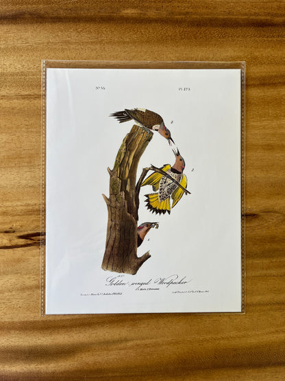 Vintage Audubon Bird Prints – Exotic Collection