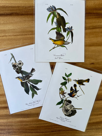 Vintage Audubon Bird Prints – Warblers & Swallows Collection