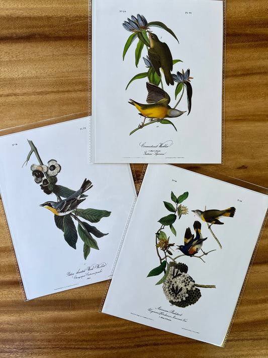 Vintage Audubon Bird Prints – Warblers & Swallows Collection