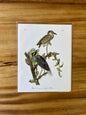 Vintage Audubon Bird Prints – Herons & Cranes Collection