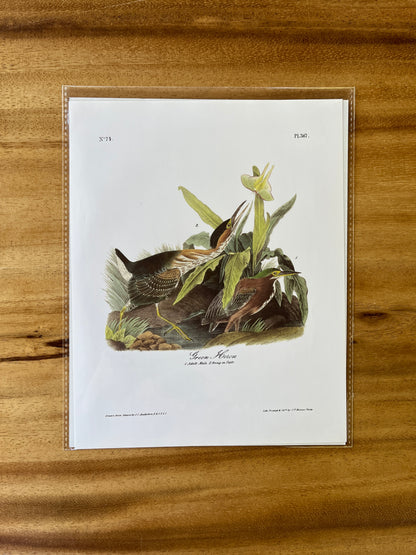 Vintage Audubon Bird Prints – Herons & Cranes Collection