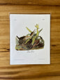 Vintage Audubon Bird Prints – Herons & Cranes Collection