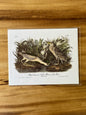 Vintage Audubon Bird Prints – Herons & Cranes Collection