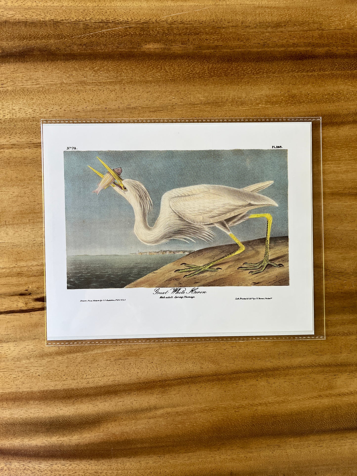 Vintage Audubon Bird Prints – Herons & Cranes Collection