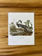 Vintage Audubon Bird Prints – Herons & Cranes Collection