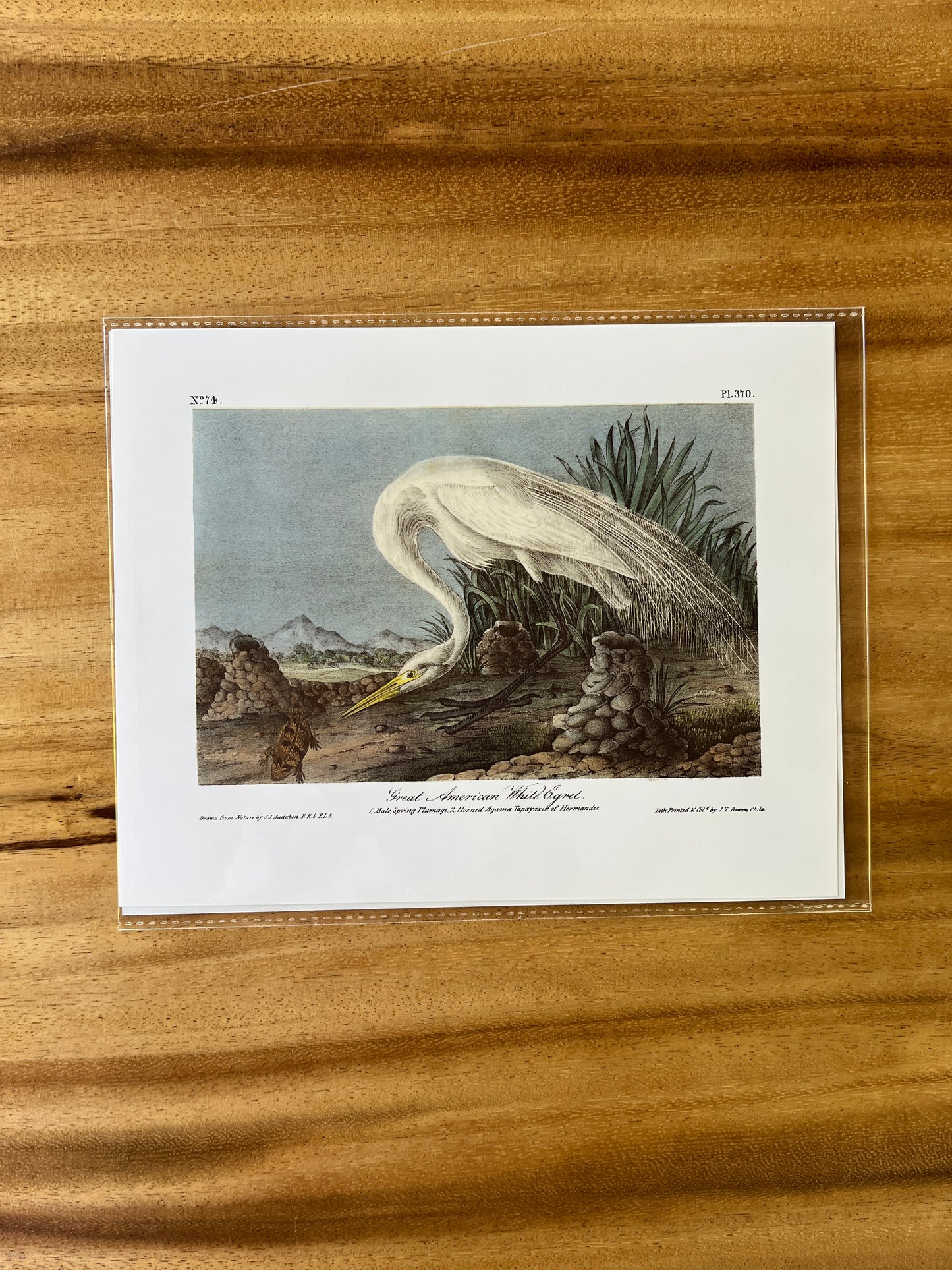 Vintage Audubon Bird Prints – Herons & Cranes Collection