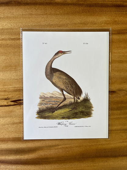 Vintage Audubon Bird Prints – Herons & Cranes Collection