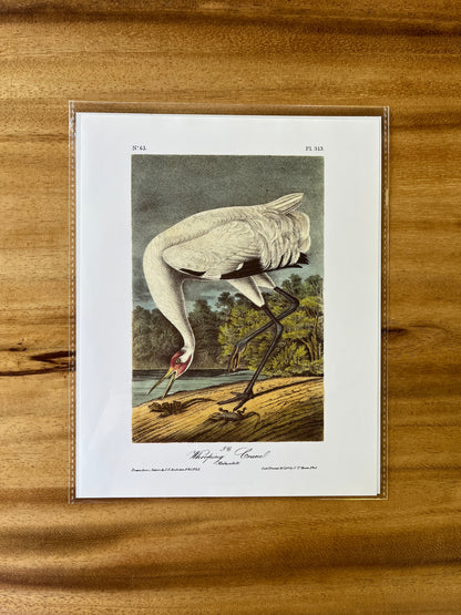 Vintage Audubon Bird Prints – Herons & Cranes Collection