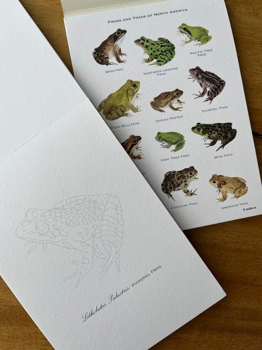 Watercolour Postcard Set | Frogs & Toads