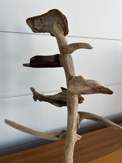 Small Windswept Pine Driftwood Sculpture