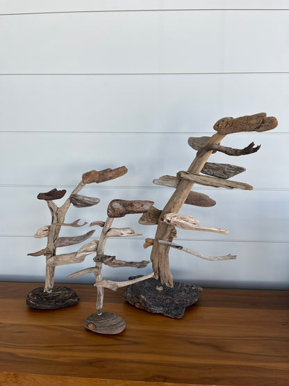 Large Windswept Pine Driftwood Sculpture