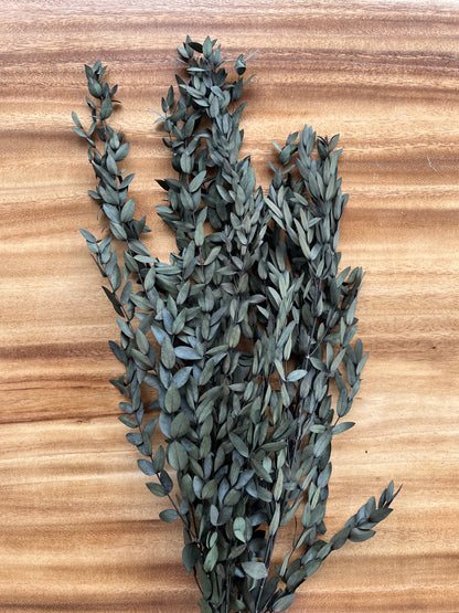 Parvifolia Eucalyptus | Dried Flower Bundle
