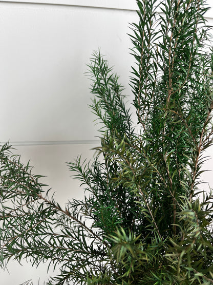 Melaleuca Bracteata | Dried Flower Bundle