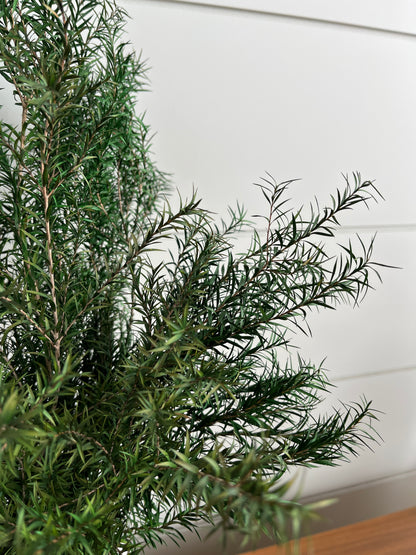 Melaleuca Bracteata | Dried Flower Bundle