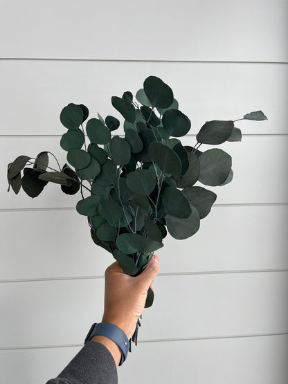 Silver Dollar Eucalyptus | Dried Flower Bundle