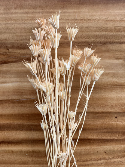 Cream Nigella Star Flowers | Dried Flower Bundle