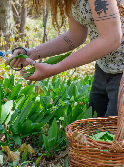 Wild Leek | Infused Apple Cider Vinegar (Copy)